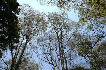 Trees in the summer / Trees silhouette