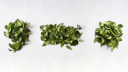 Punctuation marks from green leaves