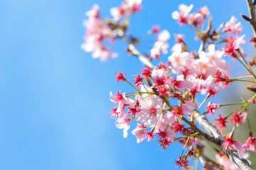 Pink Cherry Blossom with Clear Blue Sky

