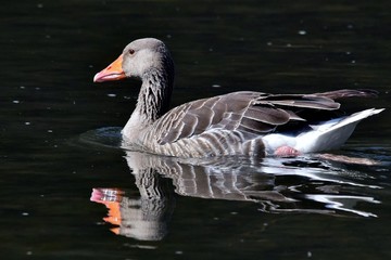 Eine russische Gans schwimmt im Gewässer der Raab bei Gleisdorf