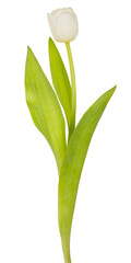 single white tulip