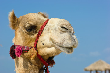 Head of a camel on a background of blue sky