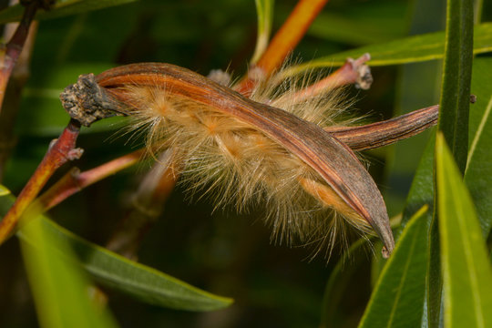 Fruchtschote des Oleander