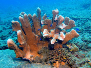 Stone coral