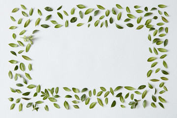 Green leaves and white background