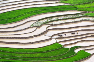 Terraced rice fields in Vietnam