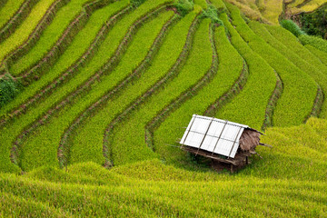 Terraced rice fields in Vietnam