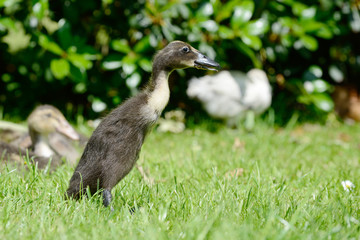 Domesticated ducks running on meadow