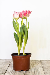 Beautiful bouquet of pink tulips on a white background