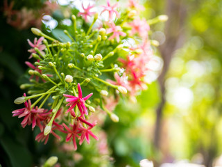 Quisqualis indica flower, pink flowers blossom..