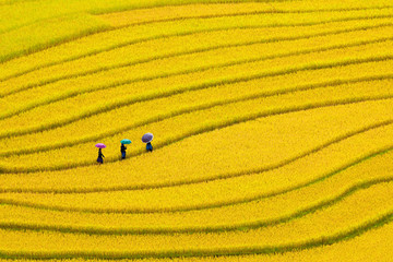 Terraced rice fields in Vietnam