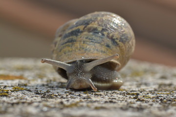 Kleine Schnecke auf der Mauer