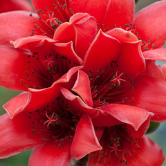 Red Silk Cotton Tree - The Latin name is Bombax Ceiba