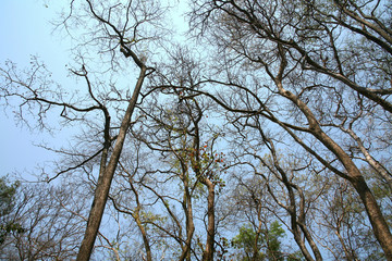 Trees in the summer / Trees silhouette