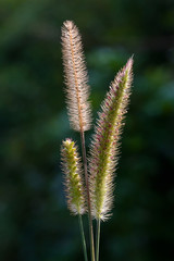 Grass flowers on blurred background