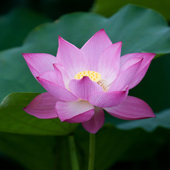 Beautiful lotus flowers in Vietnam