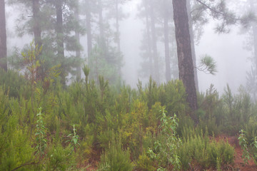 Fototapeta premium Pinus canariensis. Misty foggy forest in Tenerife, Spain, winter weather