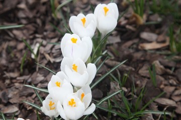 Obraz premium crocus, crocuses, white, spring, primroses, flowers, flower, garden, park, nature, vernal, bright, flower bed, garden bed, first flowers, plant