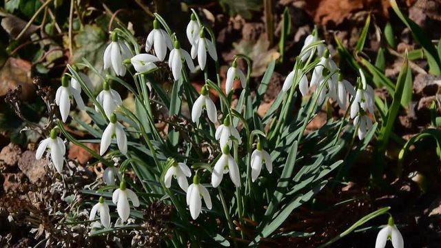 Schneegl&ouml;cken bewegen sich im Wind (Nahaufnahme)