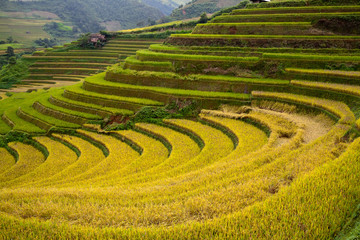 Terraced rice fields in Vietnam