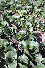 Green lettuce cultivation in a sustainable greenhouse in countryside