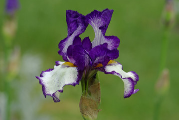 Iris bicolore bleu et blanc au printemps au jardin
