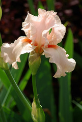 Iris rose pâle à cœur orange au printemps au jardin