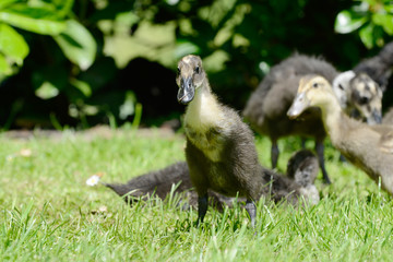 Domesticated ducks on meadow