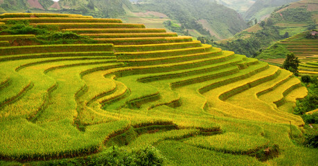 Terraced rice fields in Vietnam