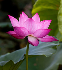 Beautiful lotus flowers in Vietnam