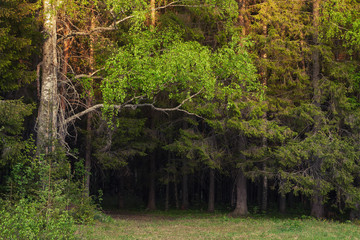 edge of a thick forest on a spring evening