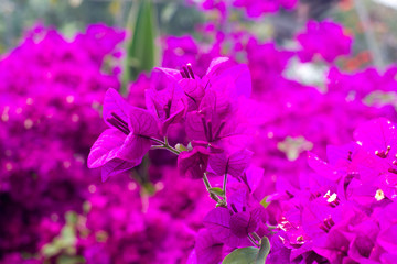 Fototapeta na wymiar Bright colors bougainvillea paper flowers. Violet purple bush
