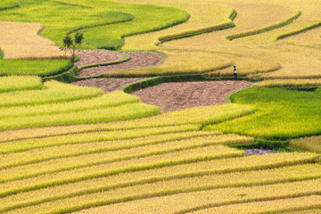 Terraced rice fields in Vietnam