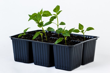 Young fresh seedlings standing in pots isolated on white background.