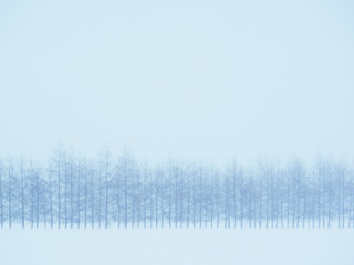 冬の防風林