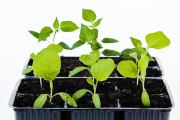 Young fresh seedlings standing in pots isolated on white background.