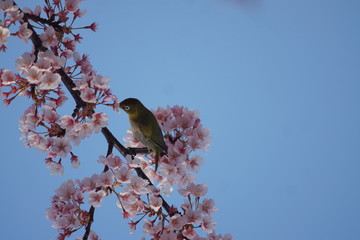 メジロ　梅の花