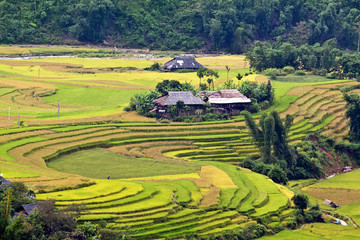 Terraced rice fields in Vietnam
