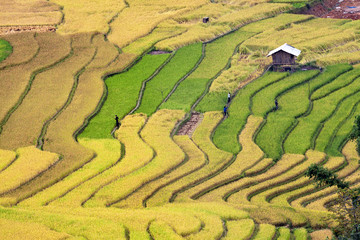 Terraced rice fields in Vietnam