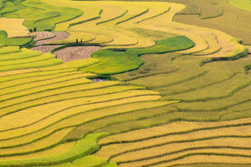 Terraced rice fields in Vietnam