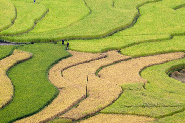 Terraced rice fields in Vietnam