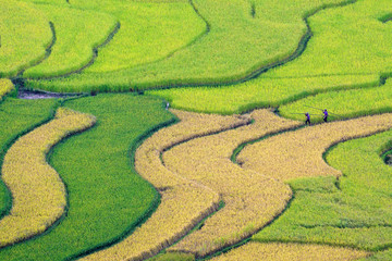 Terraced rice fields in Vietnam
