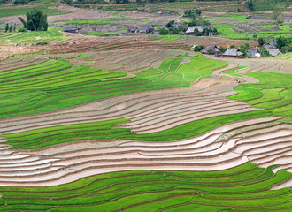 Terraced rice fields in Vietnam