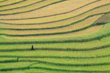 Terraced rice fields in Vietnam