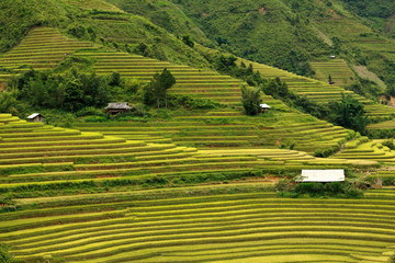Terraced rice fields in Vietnam