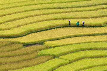 Terraced rice fields in Vietnam