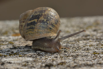 Kleine Schnecke auf der Mauer