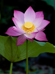 Beautiful lotus flowers in Vietnam
