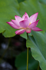 Beautiful lotus flowers in Vietnam