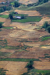 Terraced rice fields in Vietnam
